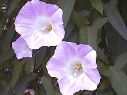 ヒルガオの花