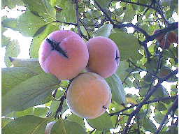 枝になる柿の実