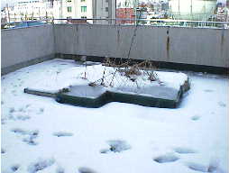 屋上とんぼの池に雪が降った