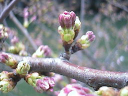 3月31日の桜の様子
