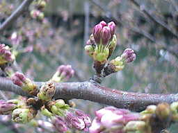 4月1日の桜の様子
