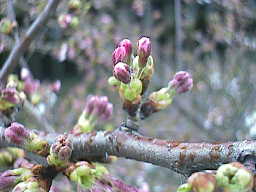 4月2日の桜の様子