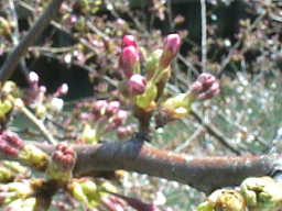 ４月３日の桜の様子