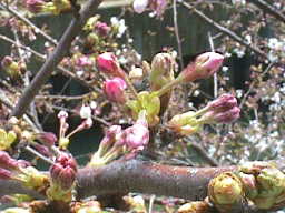 ４月４日の桜の様子