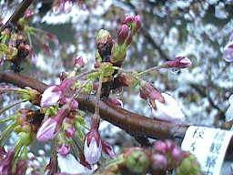 ４月７日の桜の様子