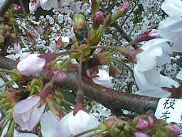 ４月８日の桜の様子