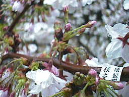 ４月９日の桜の様子