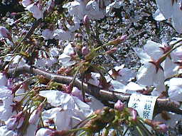 ４月１０日の桜の様子