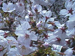 ４月１１日の桜の様子