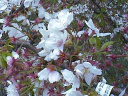 ４月１３日の桜の様子