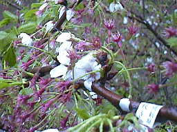 4月15日の桜の様子