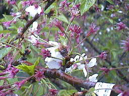 ４月１７日の桜の様子