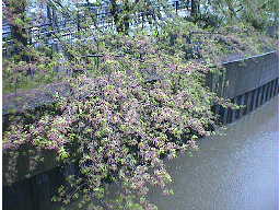 敷島橋からの桜
