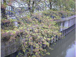 敷島橋から見た桜
