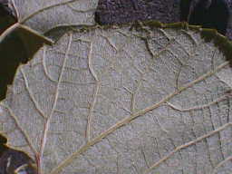ヤマブドウの葉の裏